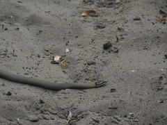 Elapognathus coronatus