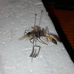 Ammophila sabulosa