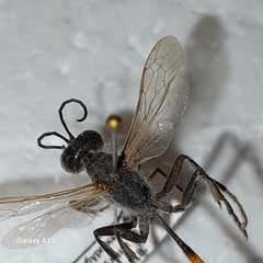 Ammophila sabulosa