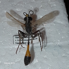 Ammophila sabulosa