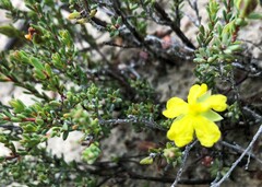 Hibbertia devitata