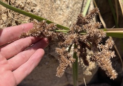 Cyperus ligularis