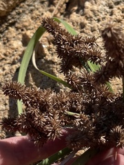 Cyperus ligularis