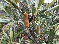 Banksia ornata