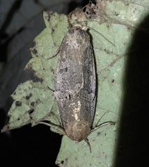 Abagrotis alternata