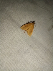 Mnesictena flavidalis