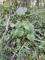 Piper umbellatum
