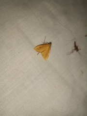 Mnesictena flavidalis