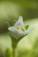 Mazus goodenifolius