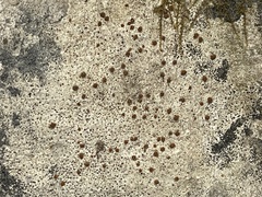 Protoblastenia incrustans