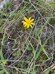 Senecio californicus