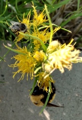Bombus nevadensis