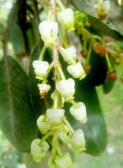 Arbutus tessellata