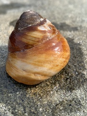 Tegula brunnea
