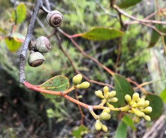 Eucalyptus arenacea