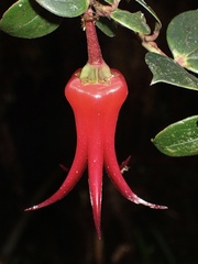 Ceratostema
