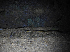 Notechis scutatus occidentalis