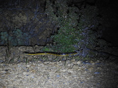 Notechis scutatus occidentalis