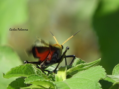 Taeniopoda picticornis