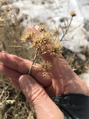 Chrysothamnus viscidiflorus