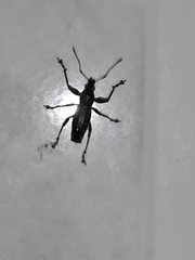 Naupactus xanthographus