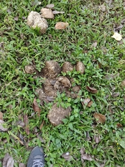 Elephas maximus indicus