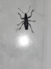 Naupactus xanthographus