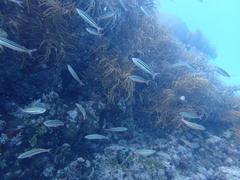 Pterocaesio trilineata