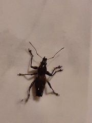Naupactus xanthographus