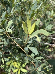 Rhoicissus revoilii