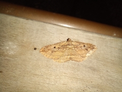 Austrocidaria gobiata