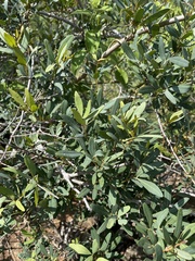 Rhoicissus revoilii