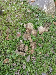 Elephas maximus indicus