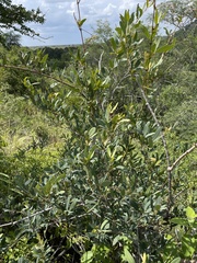 Rhoicissus revoilii