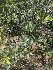 Rhoicissus revoilii