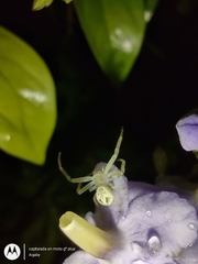 Misumenops