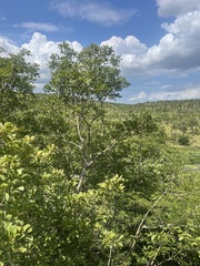 Terminalia phanerophlebia