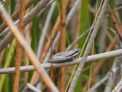 Litoria adelaidensis