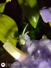 Misumenops