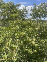 Terminalia phanerophlebia