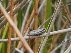 Litoria adelaidensis