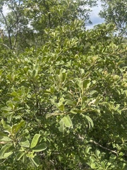 Terminalia phanerophlebia