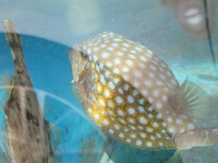 Ostracion immaculatum