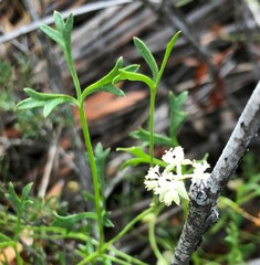 Xanthosia leiophylla