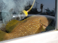 Epinephelus akaara