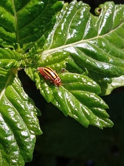 Disonycha spilotrachela