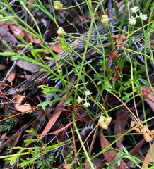 Xanthosia leiophylla
