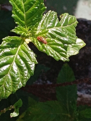 Disonycha spilotrachela