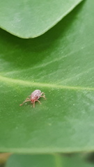 Trombidiformes