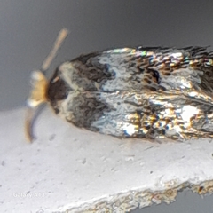 Etainia sericopeza
